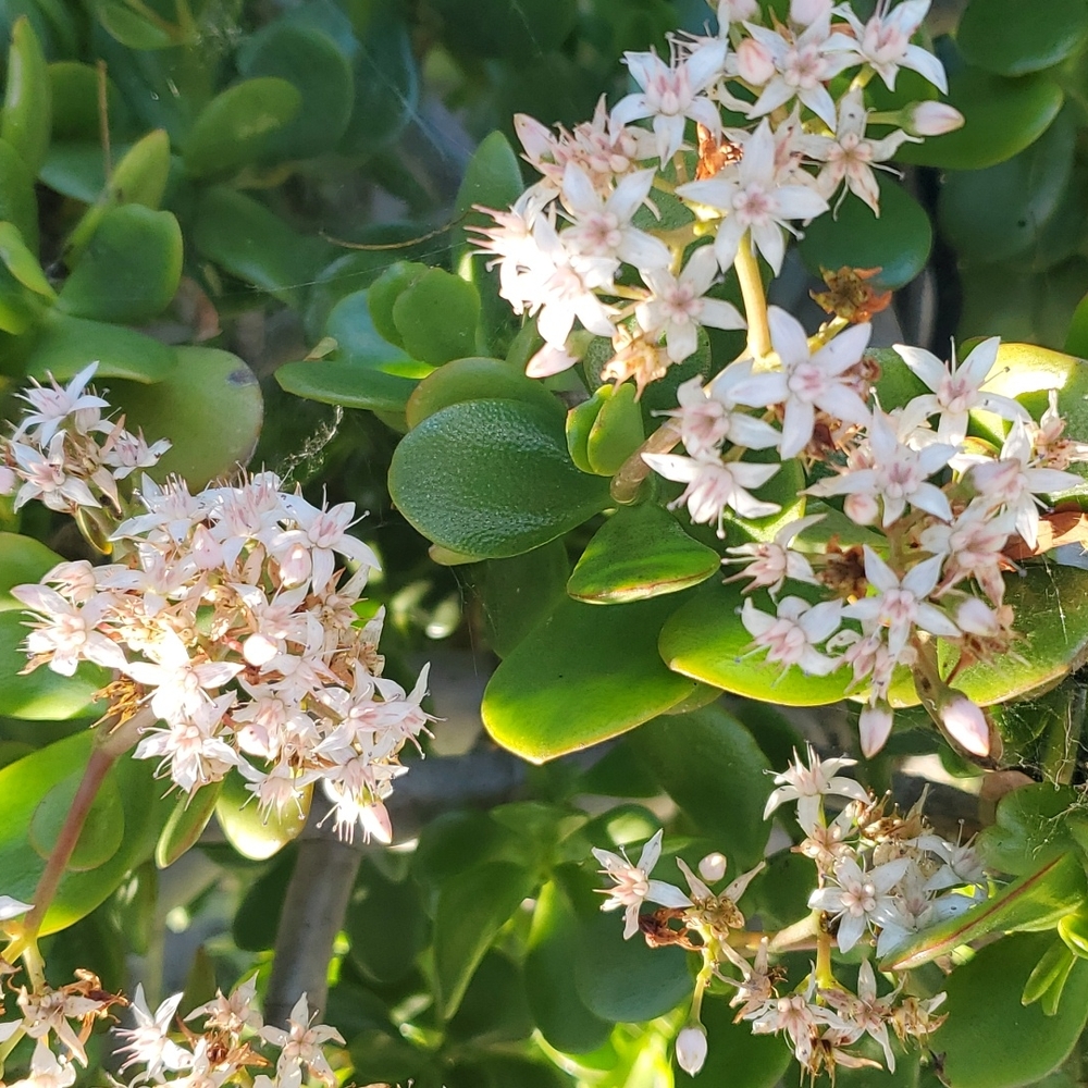 Jade Plant - Picture 5 of 5